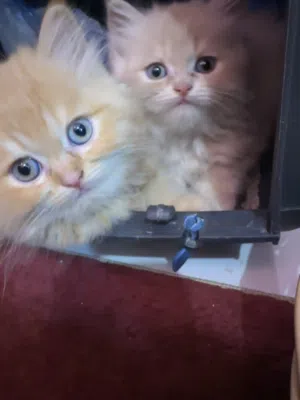 شيرازي قطة