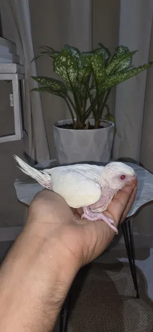دره ابيض و اصفر روز و كنيور
