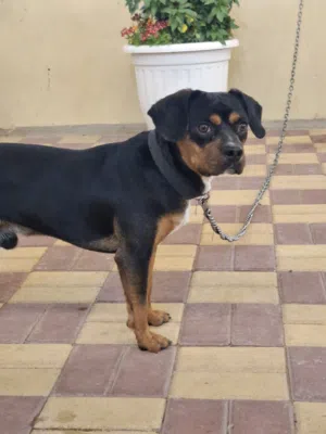 كلب عمره اربع شهور