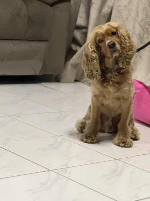 Cocker spaniel well trained