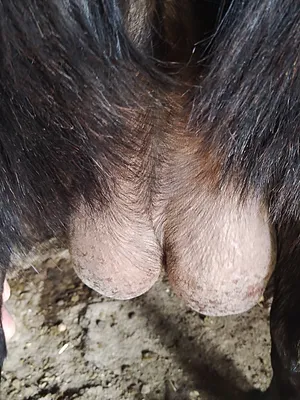 ‏ماعز‏1