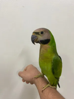 للبيع ببغاء دربيان