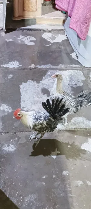 ديج ودجاجه فيومي فضي