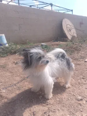 كلبه مالتيز للبيع او البدل على عنز