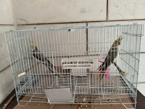 ‏ببغاء‏2