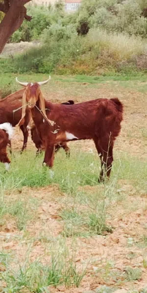 تلات معزا لي البيع نظاف وصحاح تربياة حوش احتمال كبير انهم مكسبات معاهم برشني مهجن