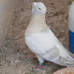 جوز رياحنة