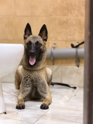 مالينو انثى عمرها 9 شهور