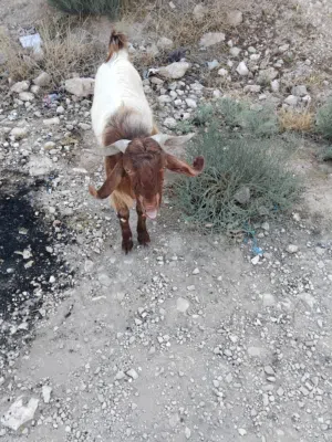 تيس معقول للهداد للبيع