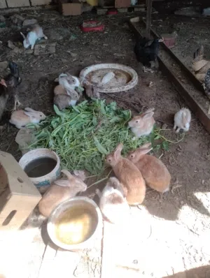 omani rabbits for sale