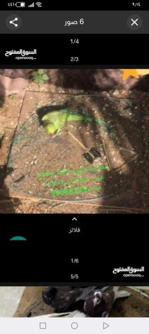 مصايد طيور