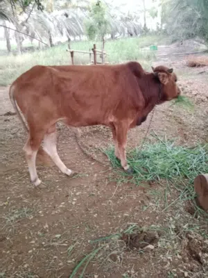 عجل عماني عمر سنة و نص ( واتساب فقط)