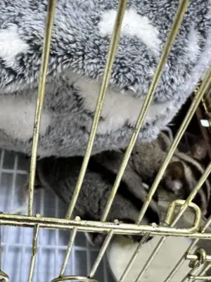 Male & Female Sugar Glider Classic Gray