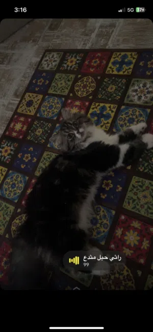 للتبني قطوه شيرازيه