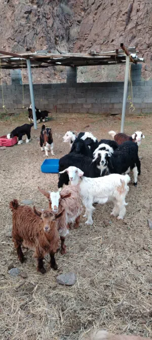 أغنام محليه