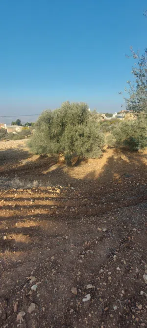 قطعة أرض جميلة جدا مرتفعة قليلا، مزروعة شجر زيتون وذات إطلالة هائلة غير مُعترضة