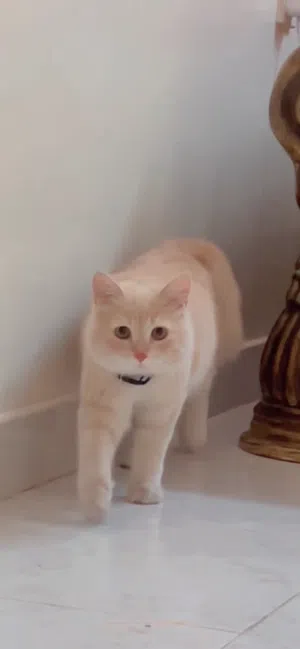 Persian Cat - Urgent Sale ( Travelling to India )