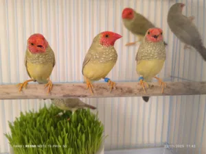 ستار فنش star finch