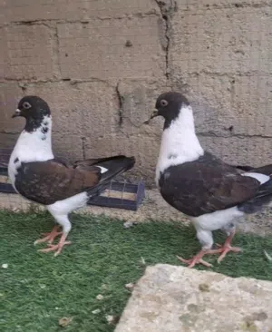 جوز حمام سيكي العمر فوق 4 شهور