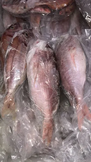 بيع أسماك مجمدة أعالي بحار جودة عالية توصيل عند الاستلام (اكادير انزاكان ايت ملول)