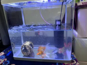 للبيع حوض مع  اسماك