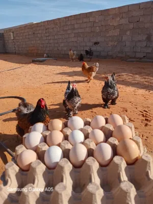 نص طبق مشكل براهما درجه اولى