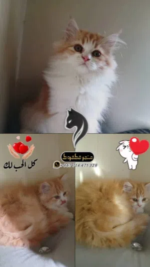 شيرازي مهجن مع هملايا