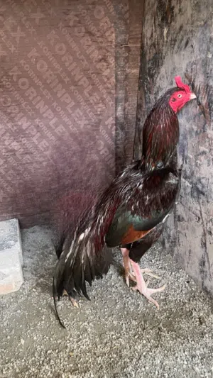 للبيع ديج ميوالي بيور