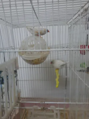 بيع طيور الجنه