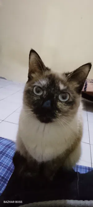 قطة سياموا للبيع مربية فالدار