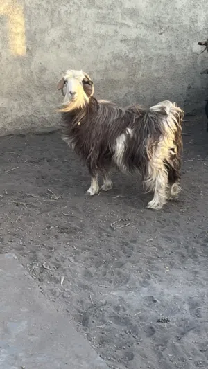 شاه سعيديه