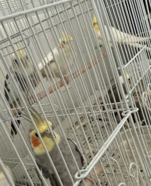 3 طيور كروان بيعة سريعة