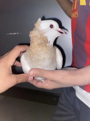 للبيع حمام قلابي