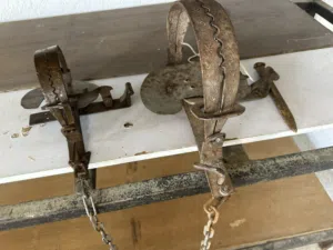 فخ قديم مع جنزير ووتد تثبيت