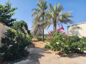 Studio Farms for Sale in Al Batinah Sohar