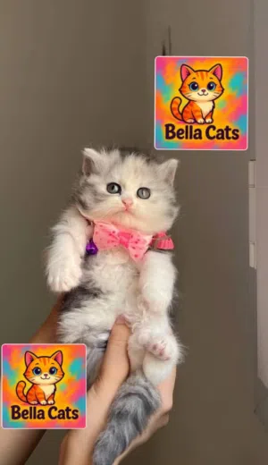 بنوته دبدوبه