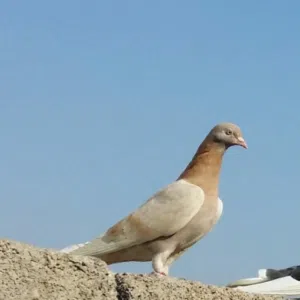 عباس 