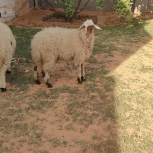 افطيمة ربي يبارك عمره قريب 5 شهور سعر البيع 1200 وساهل