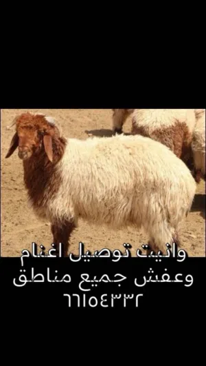 تووووصيل. جميع مناطق الكويت اغنام ضحايا عفش أغراض.