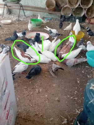 الوصف مهم اقراء الوصف