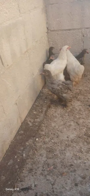 صوص براهما