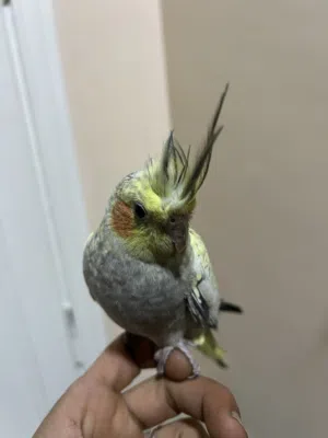 جوز روز منتج وشغال على أمانة الله للبيع مع قفص وكوخ