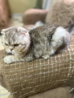 سكوتش فولد تابي