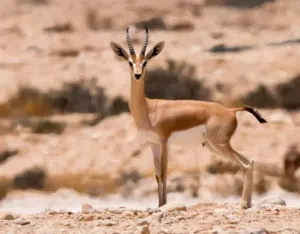 غزلان ريم و دماني ازواج