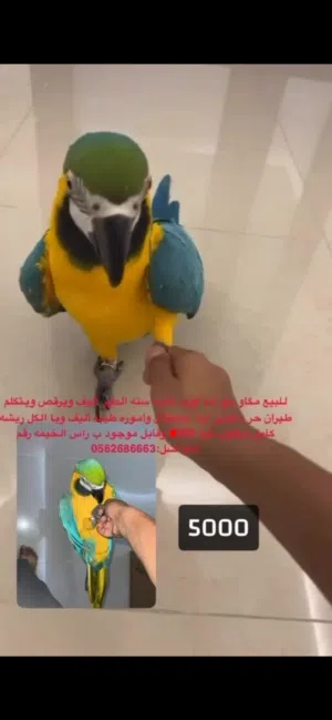 عندي مكاو أليف