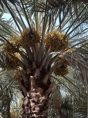 رطب نغال من ولاية بدبد
