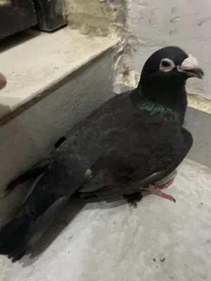 حمام بدينارين