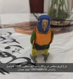 فرخ لوري اليف وياكل روحه حاليا عمره 4 شهور ب 1500 درهم موجود في عجمان