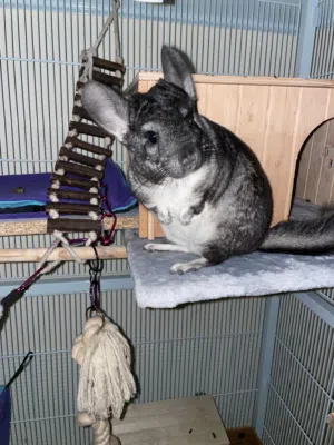 Super Soft Playful Chinchilla (Aïko) Seeking a Loving Home