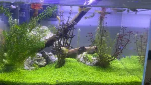 Planted aquarium for sale 50 BHD
